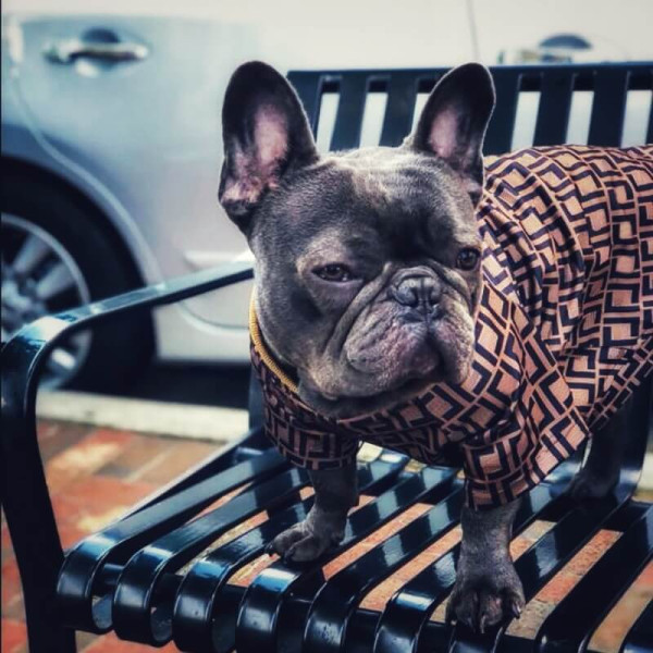 Maglietta per cani con forme geometriche "Finesse"
