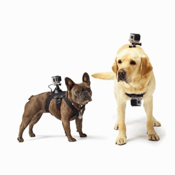 Imbracatura per cani e gatti Go Pro o smartphone