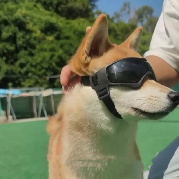 Maschera occhiali per cani antivento e anti-UV